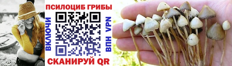 где продают   Куровское  Галлюциногенные грибы Psilocybine cubensis 